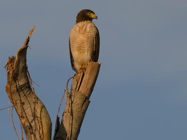 Wegbuizerd (Rupornis magnirostris)
